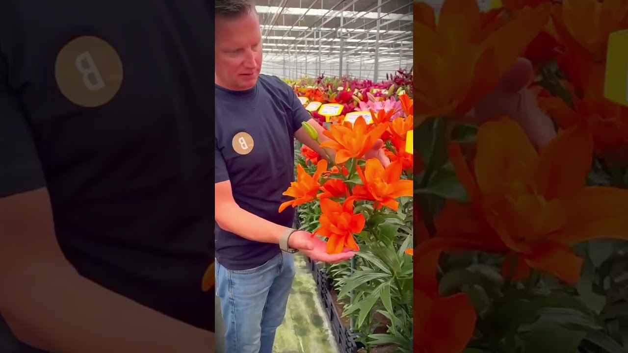 modern agriculture that cultivates high-value flower crops #shorts