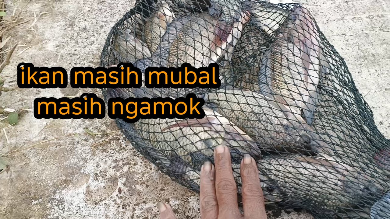 Ikan masih mubal, masih ngamok#fishing #mancing 