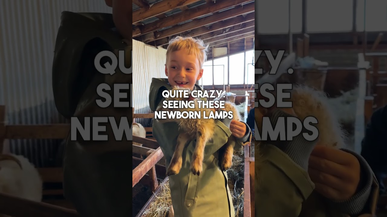 The cutest period of the year- Lambing season in iceland!