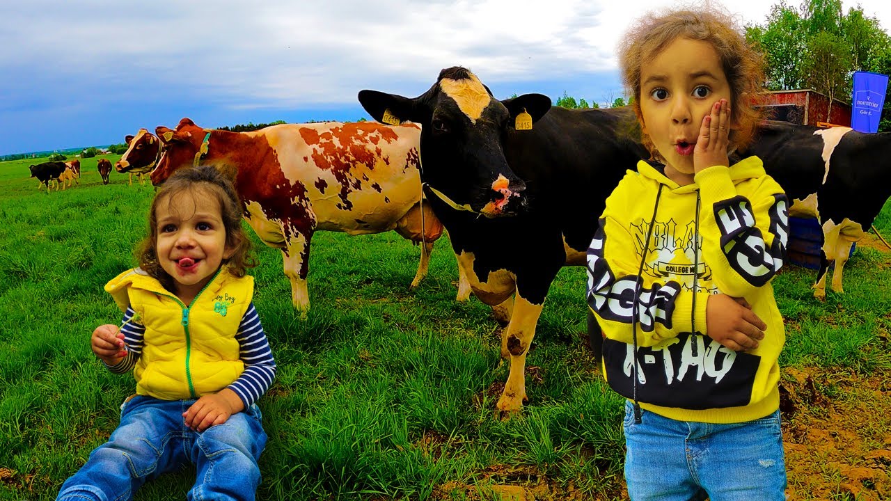 Celebrating 'Kosläpp' - The Strangest Swedish Tradition!