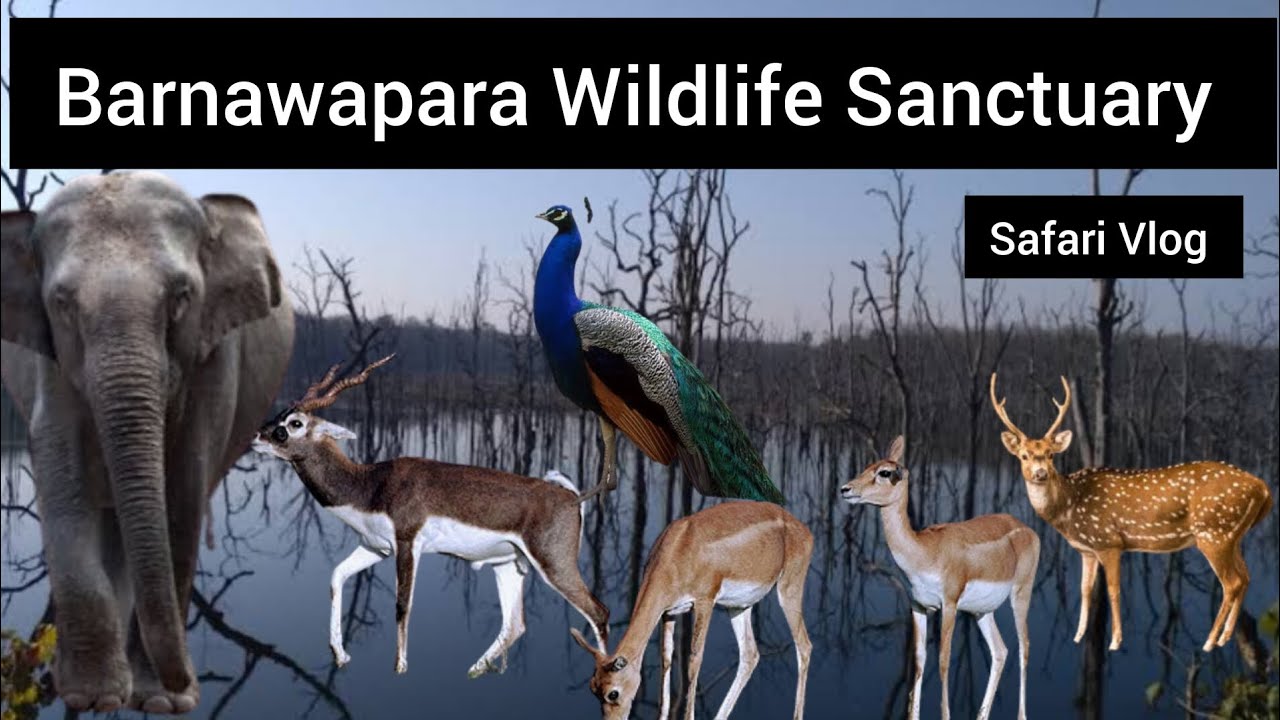 Barnawapara Wildlife Sanctuary Safari Vlog #junglesafari #vlog #gochhattisgarh