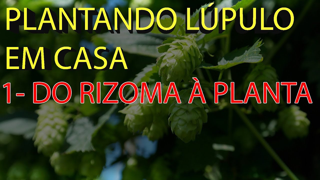 PLANTANDO RIZOMAS - Plantando Lúpulo em Casa #01
