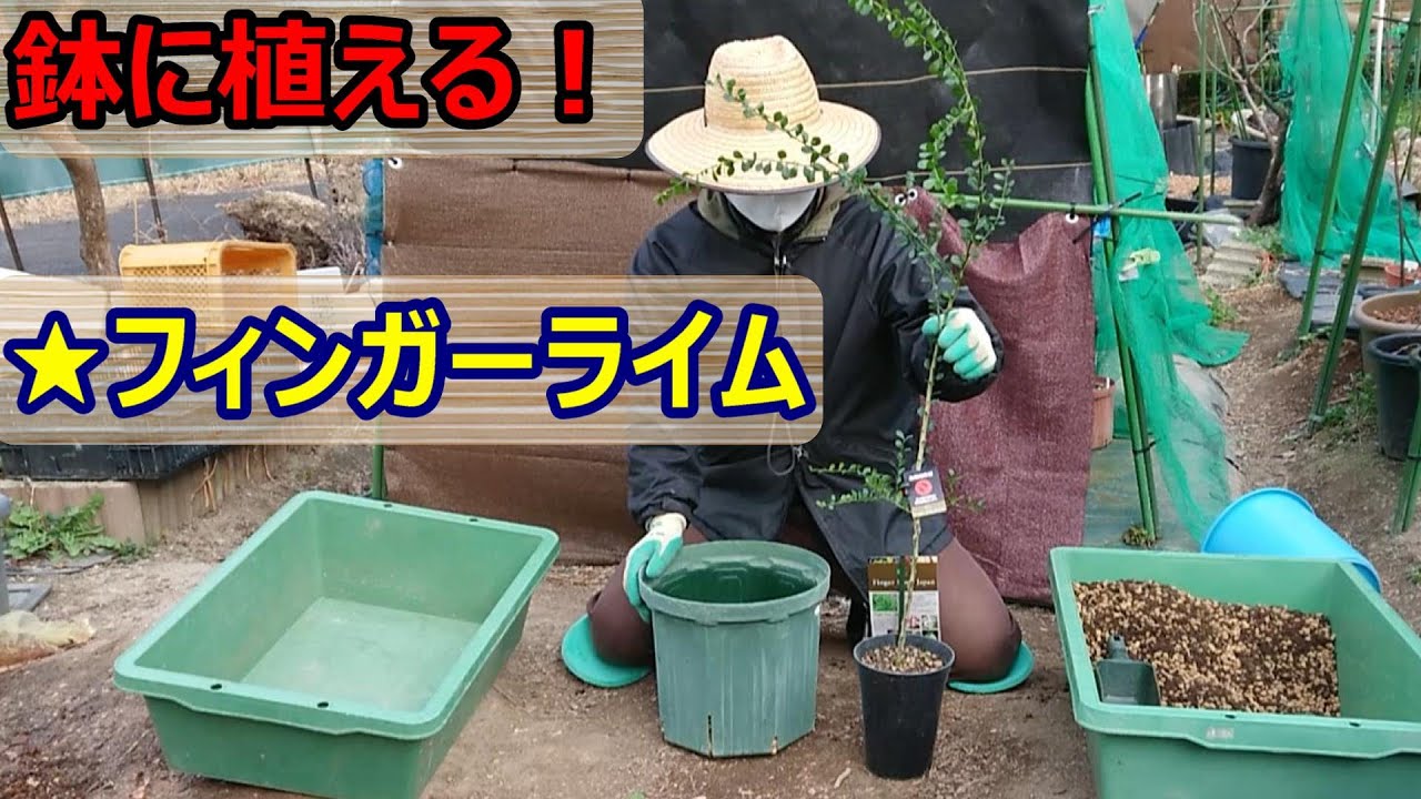 フィンガーライム苗木を買ったので鉢植えする！【22年3月】