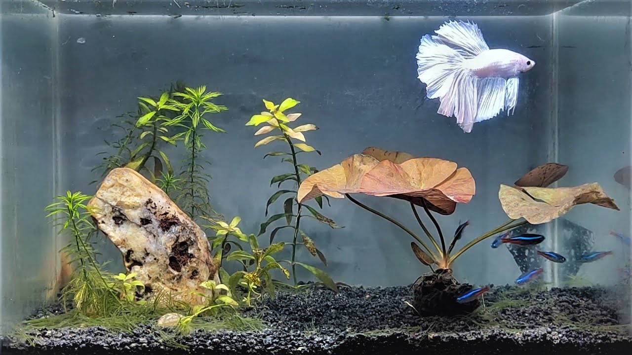Betta fish aquarium 1 hour | Clair de lune calm music