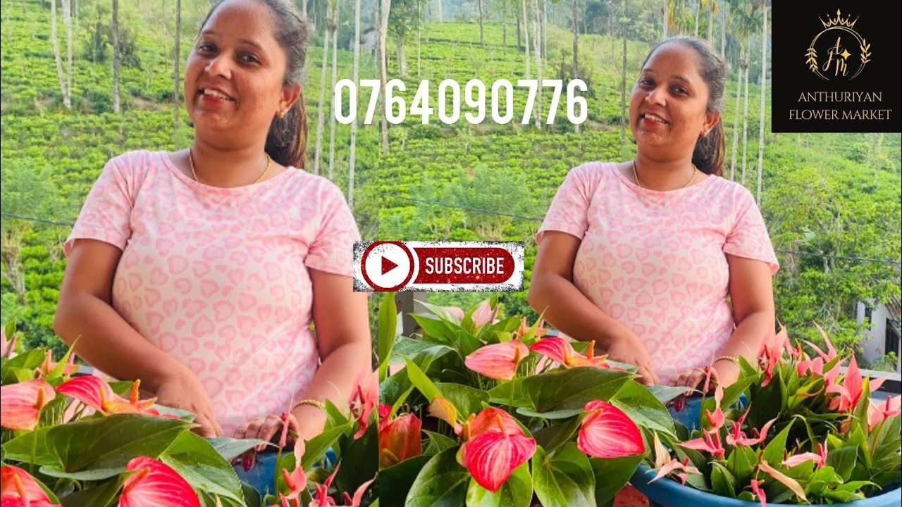 ලිලි පින්ක්, නැනෝ ස්වීට්, ශුගර් බොකට්,ලිවියම් රෙඩ්,එක්ක තන්ඩර් බර්ඩ් අවශ්‍ය අය කතා කරන්න 0764090776