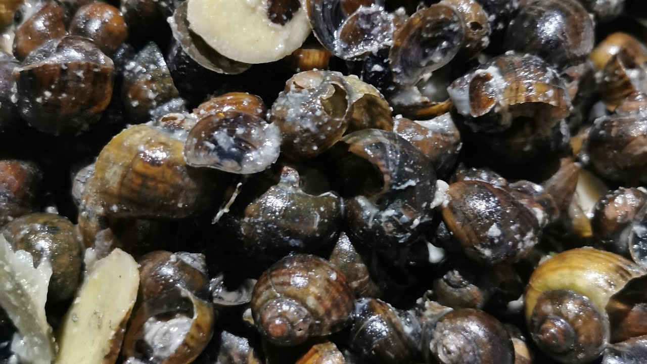 Native snails catch & cook and vegetables picking.Iloilo province. 
