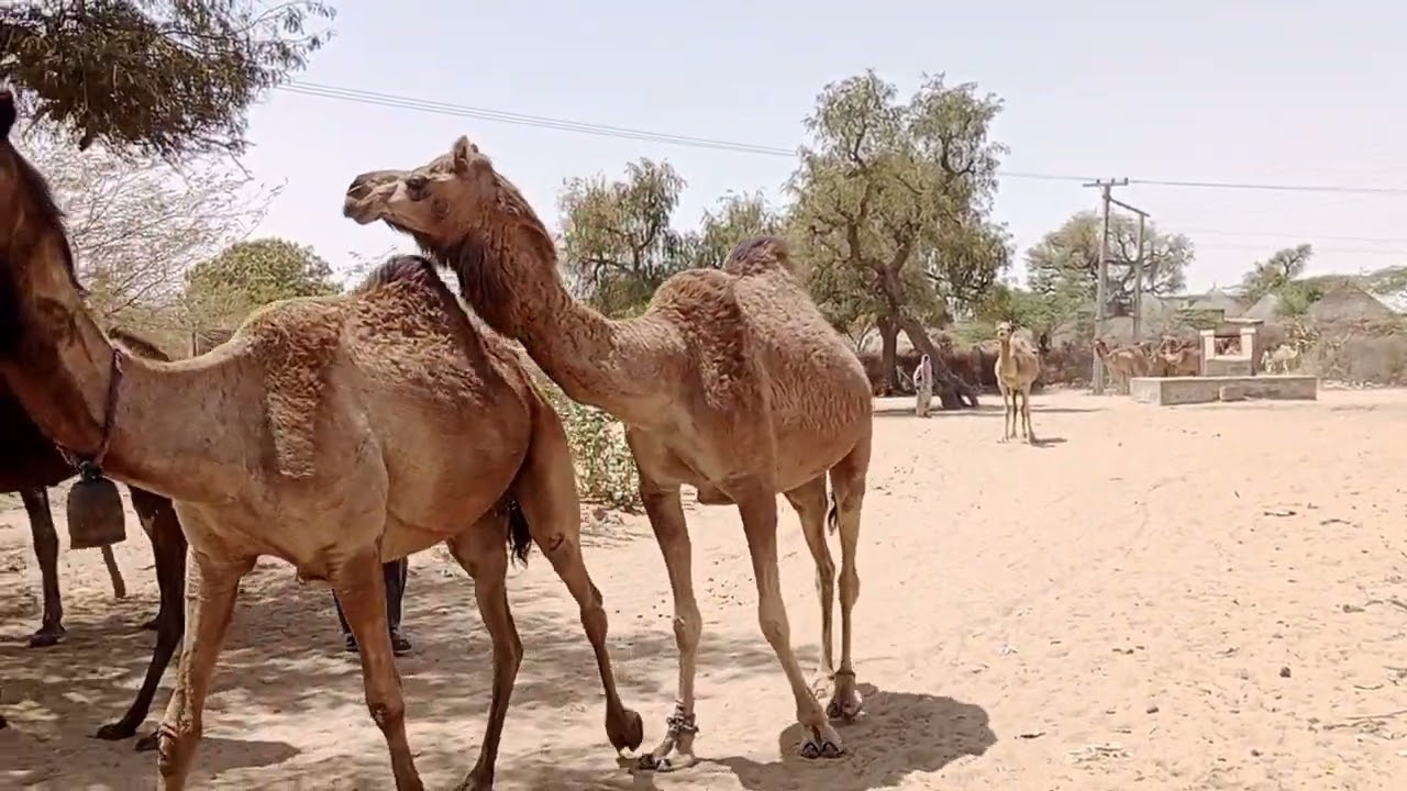 The Most Interesting Way Animals Drink Water