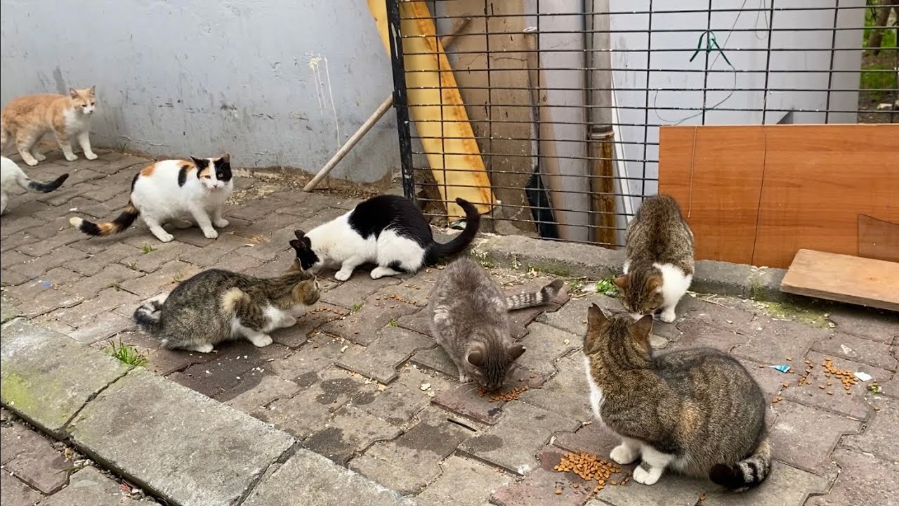 Hungry, poor cats living on the street. I gave them food.