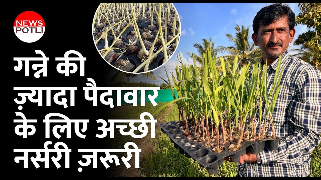 Sugarcane cultivation || Ganne ki kheti | गन्ना बीज || Nursery ||  Sugarcane Nursery in india