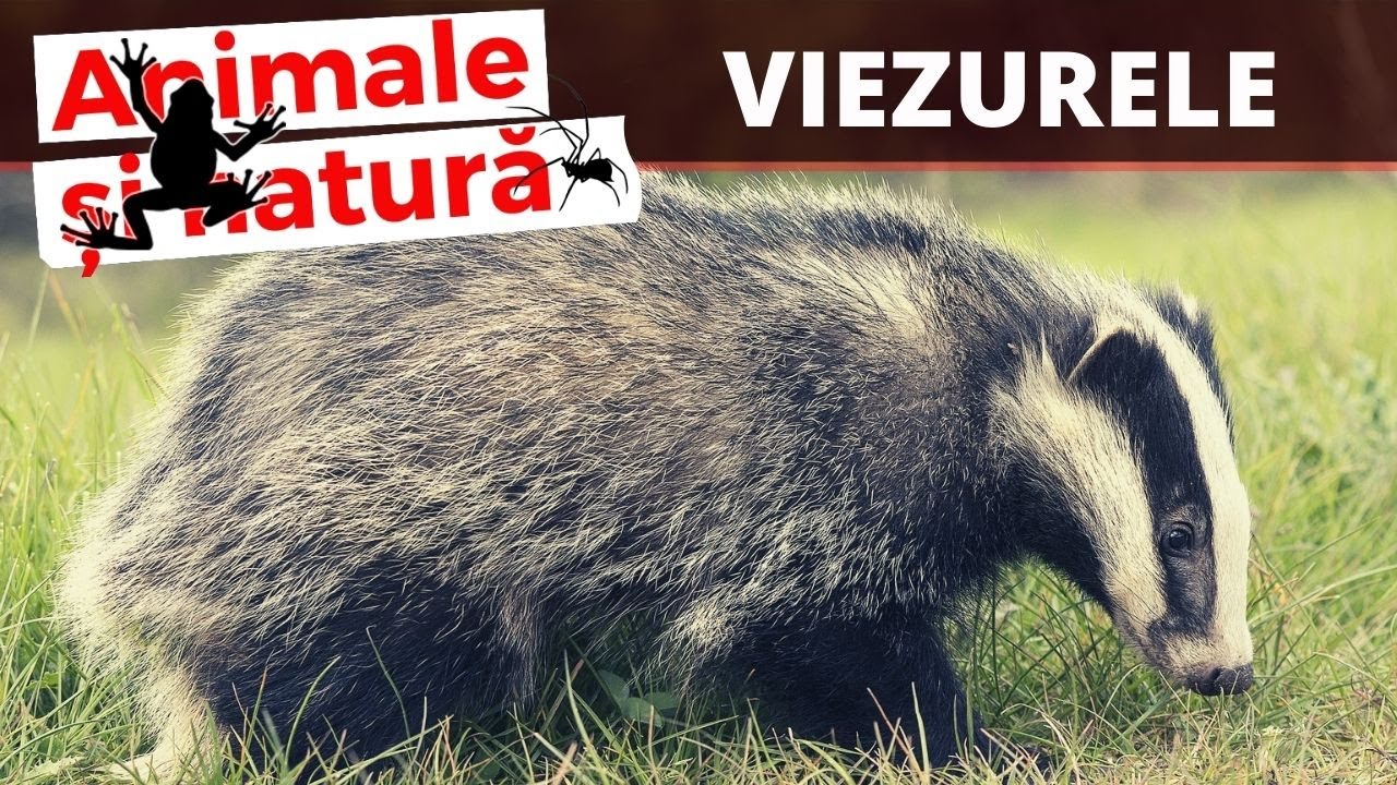 Badger - Informatii utile si curiozitati despre bursuci