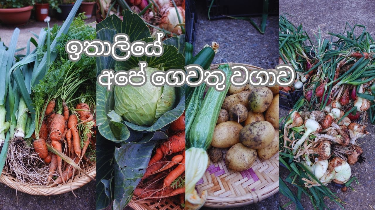 Summer Gardening 2025 June update || සීත කාලයටම ඇති වෙන්න ලැබුන ලූණූ  අස්වැන්න || Sinhala Vlog