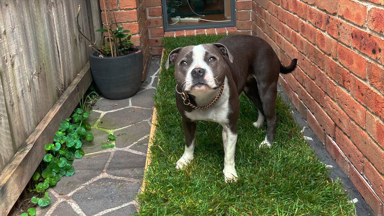 DIY outdoor dog porch potty