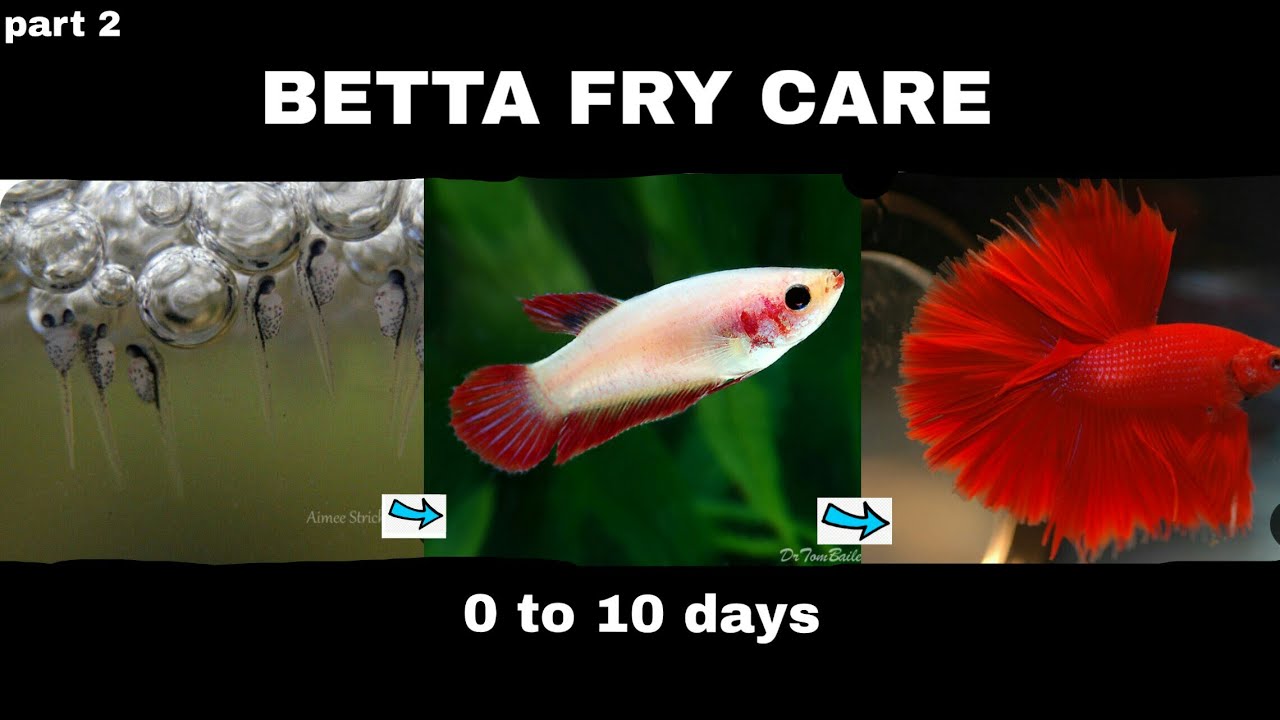 betta fry care malayalam | betta fry care |fighter baby care | betta fry food care | niya bettas