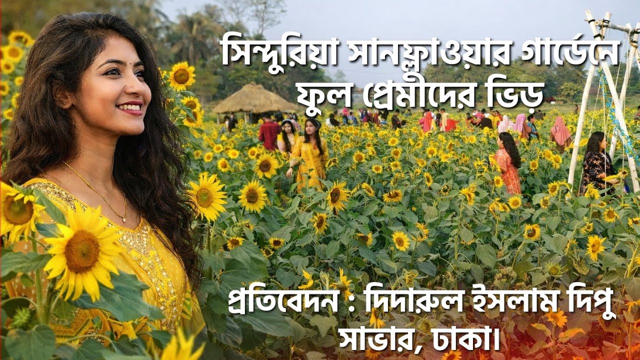 সিন্দুরিয়া সানফ্লাওয়ার গার্ডেনে ফুল প্রেমীদের ভিড়। সাভার, ঢাকা। দিদারুল দিপুর দ্বিতীয় প্রতিবেদন। 