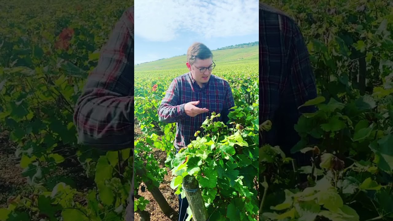 An update on the #Burgundy 2021 vintage from William Kelley