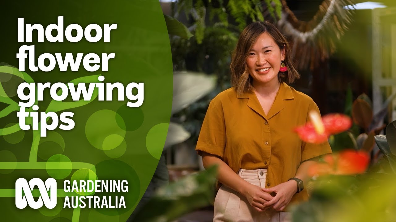 Tips and suggestions for growing indoor flowers | Indoor Plants | Gardening Australia