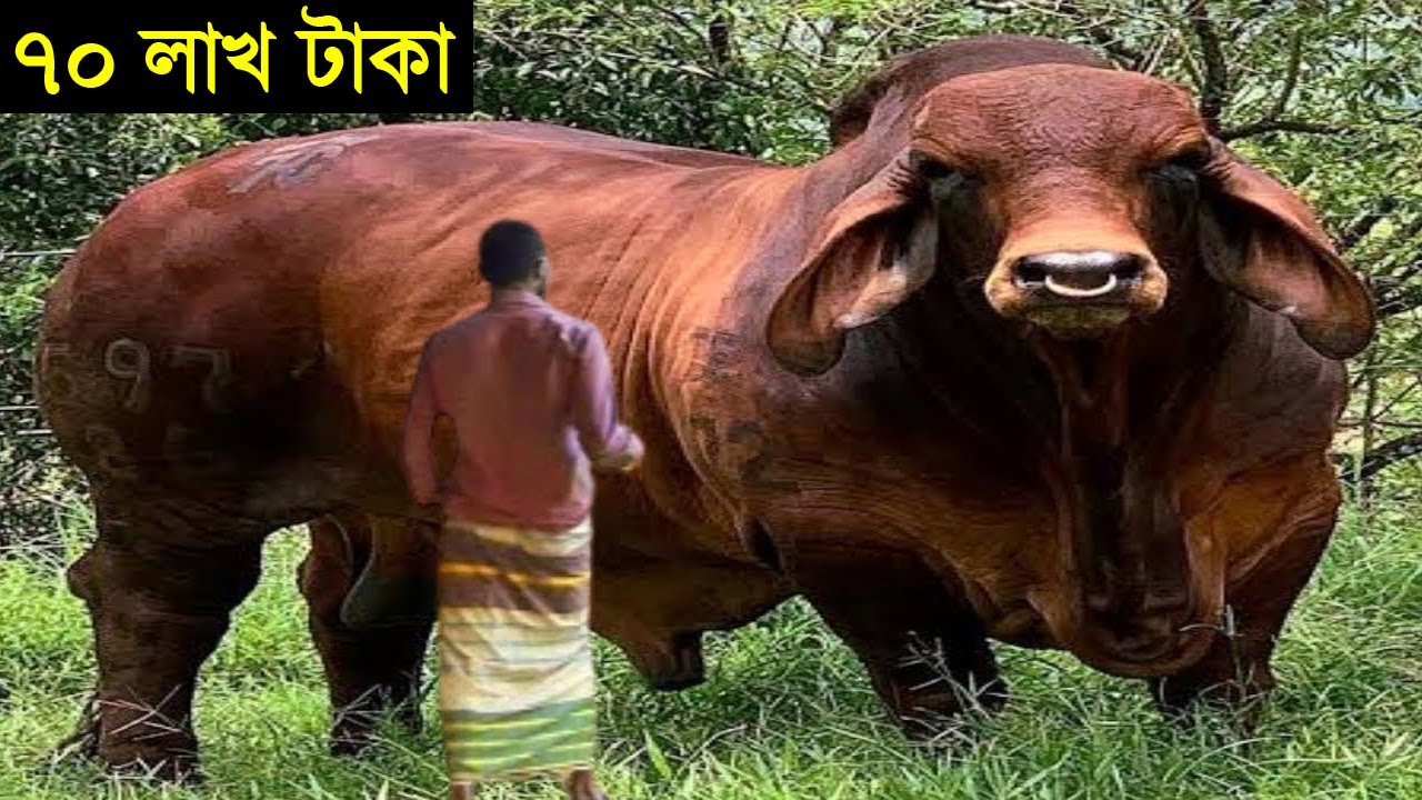 এই প্রথম  ৭০ লাখ টাকার গরু বাংলাদেশে! | ১০ টি দানব গরু! Cattle Agriculture, Dairy farming