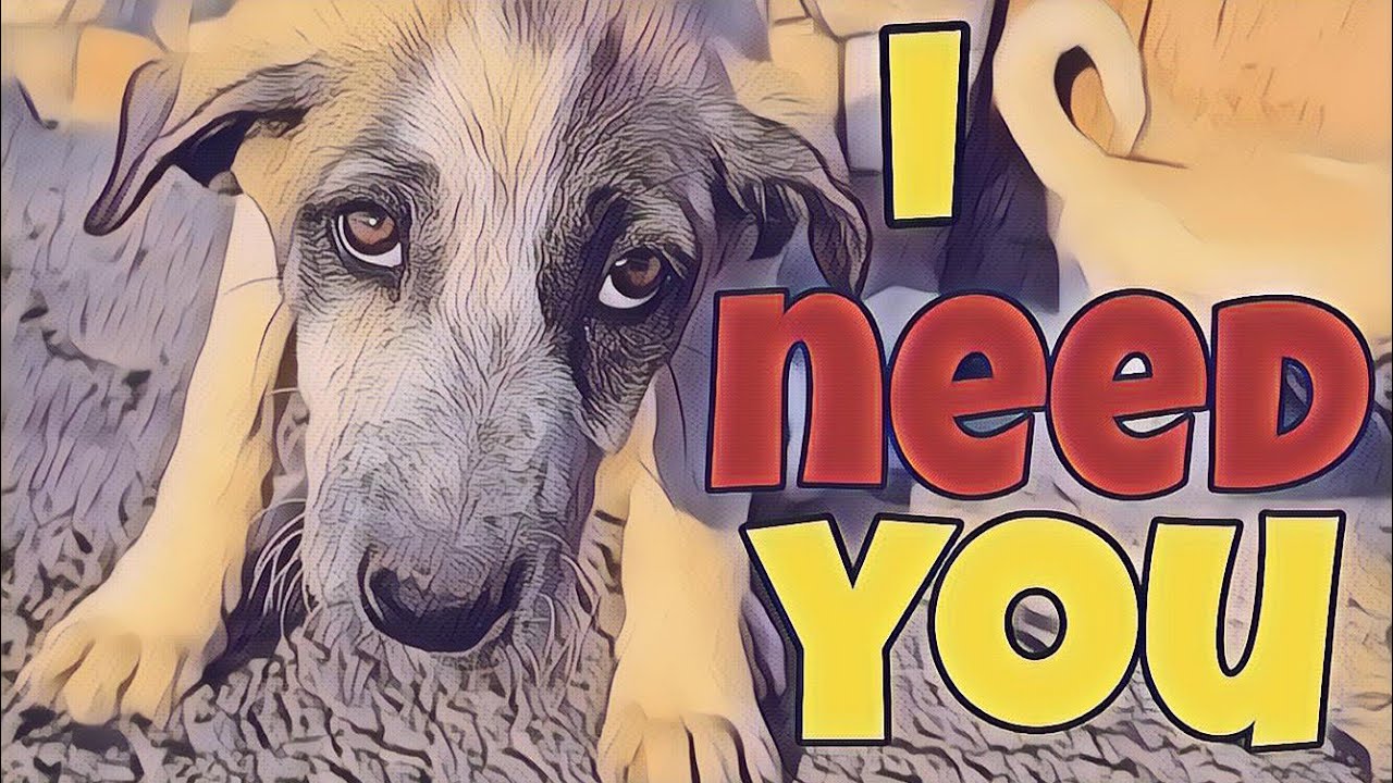 How to deal with puppies and stray dogs