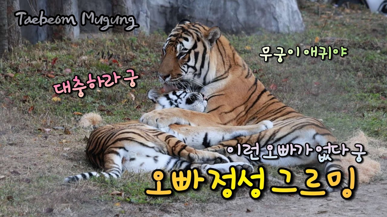 [2025,11,6] 2시부터 4시10분 퇴근까지 .. 몹시도 아름답던 가을날에  🍂 