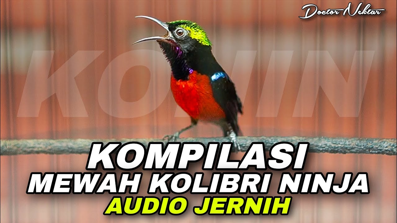 KOMPILASI SUARA BURUNG KONIN GACOR FULL ISIAN MEWAH TEMBAKAN TAJAM COCOK BUAT MASTERAN KOLIBRI NINJA