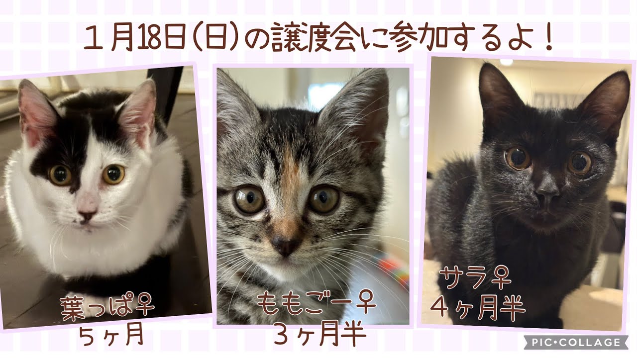 【保護猫譲渡会】2026年１月18日(日）ラブとハッピー　府中支部主催の譲渡会に参加のニャンズ（葉っぱ♀、ももごー♀、サラ♀）を紹介！