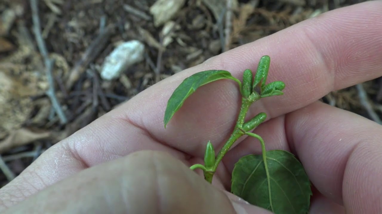 Identifying sweet birch