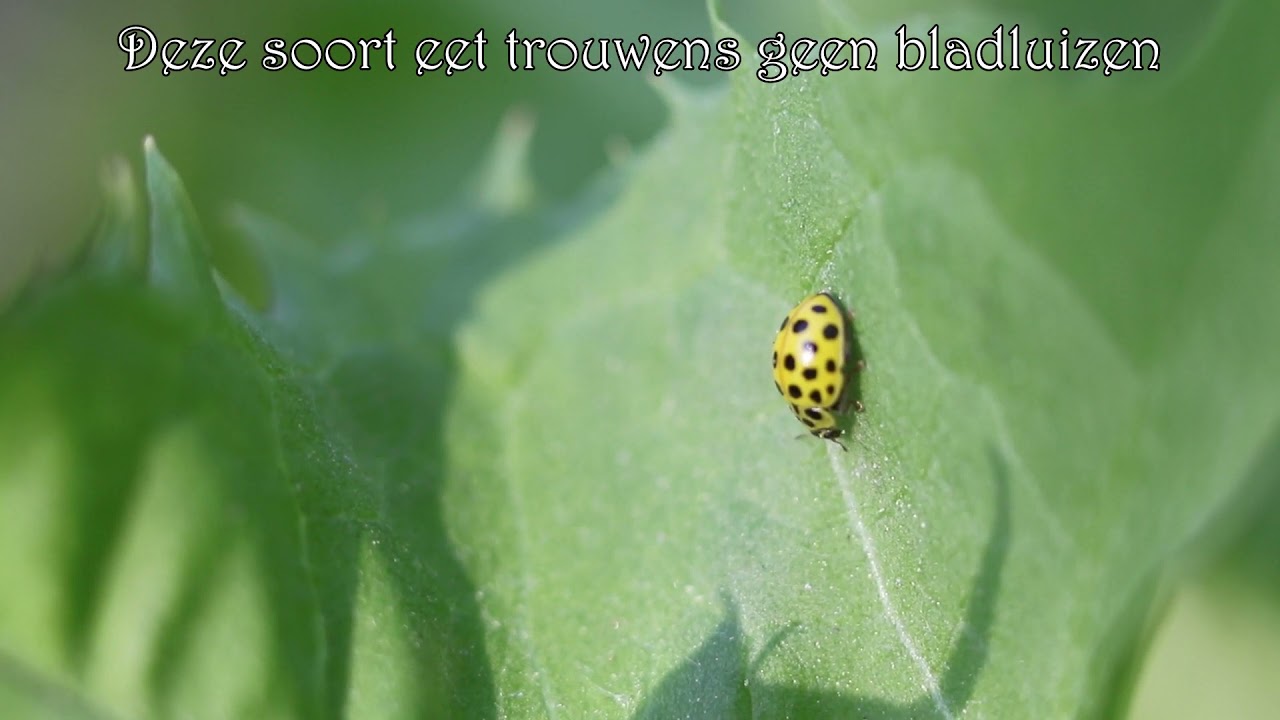 1 minuut natuur: citroengeel lieveheersbeestje - 22-spot ladybird - coccinelle - Marienkäfer