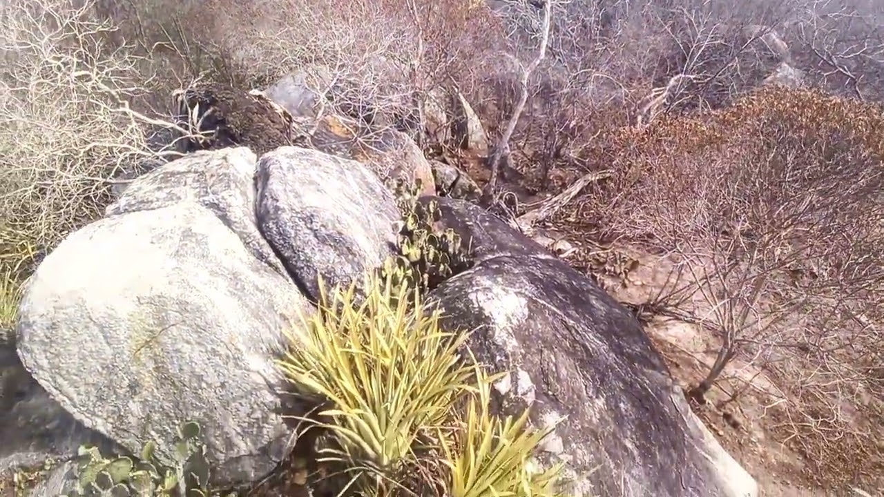 A caatinga e o lajedo do Gravatá em Santa Luz na Bahia.
