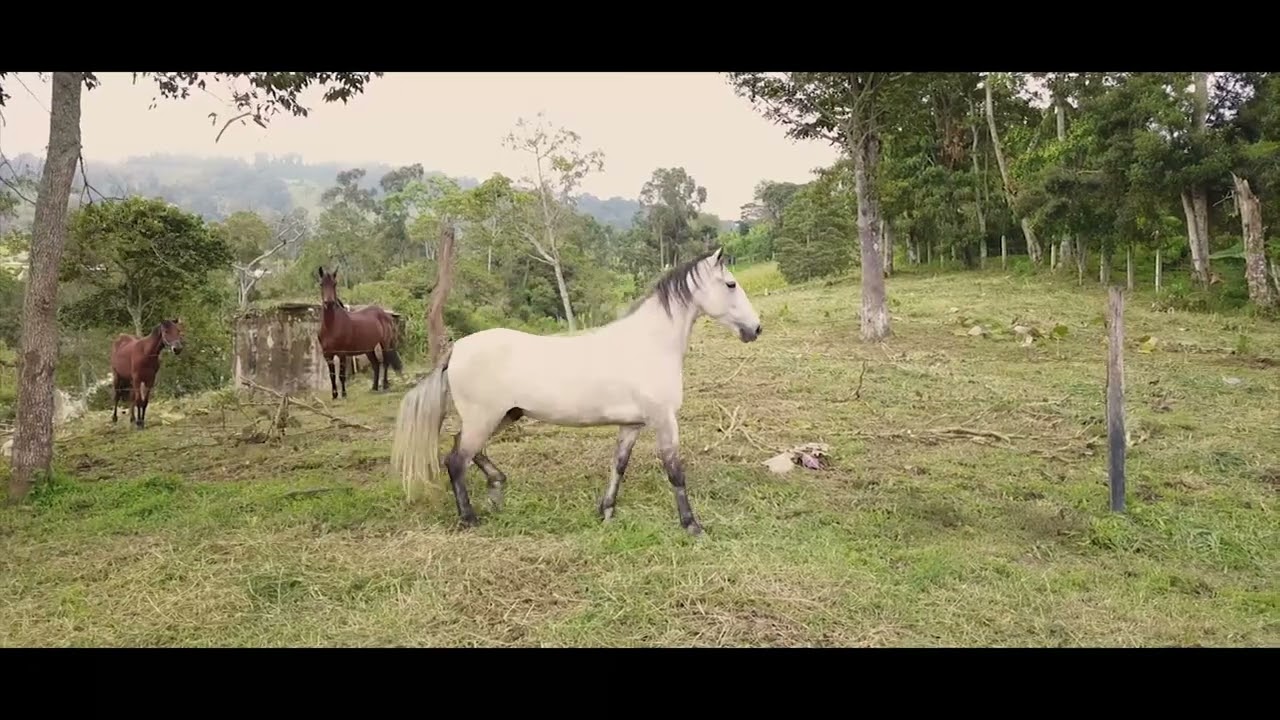 FOTOVIP- VIDEO CORPORATIVO - FINCA Alto Potrillos