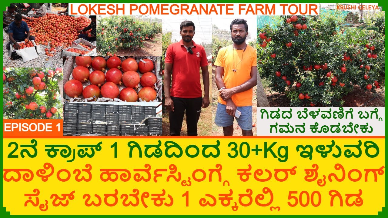 ಒಂದು ಗಿಡದಿಂದ 30+Kg ಇಳುವರಿ ಎಕರೆಲ್ಲಿ 500 ದಾಳಿಂಬೆ ಗಿಡ |ಯುವ ರೈತನ ಅದ್ಬುತ ತೋಟ | Pomegranate Plantation Ep1