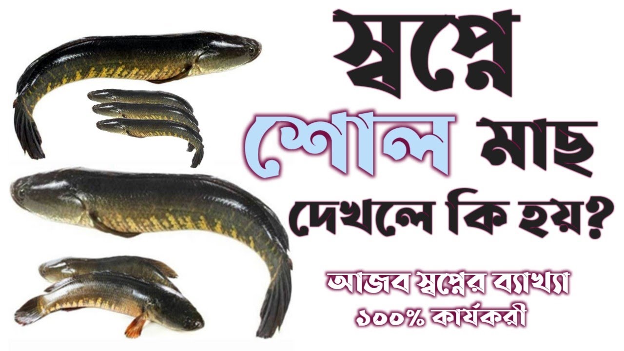 স্বপ্নে শোল মাছ দেখলে কি হয় | shopne shol mach dekhle ki hoy | dreams interpretation of the fish |