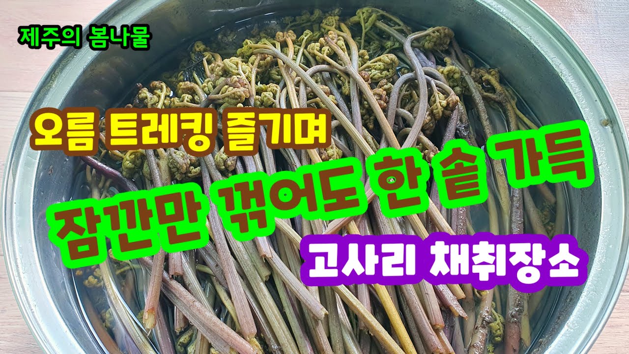 오름 트레킹 즐기며 잠깐만 꺾어도 한 솥 가득 고사리 채취장소