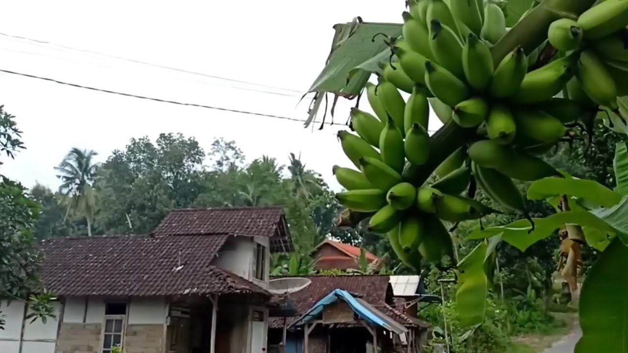 Aktivitas suku Jawa mbok Atun yang hidup di desa pedalaman 