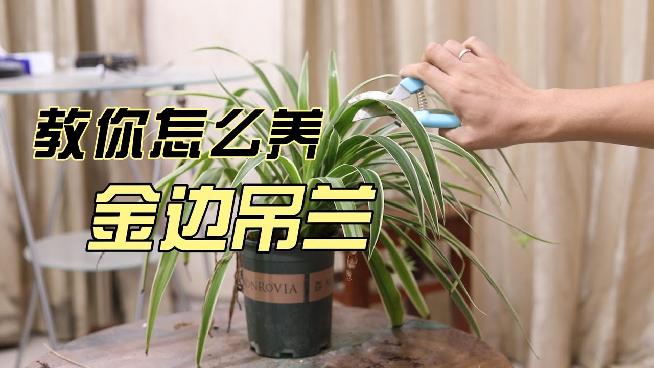 金边吊兰怎么养？园艺师教你，金边吊兰的详细养护技巧
