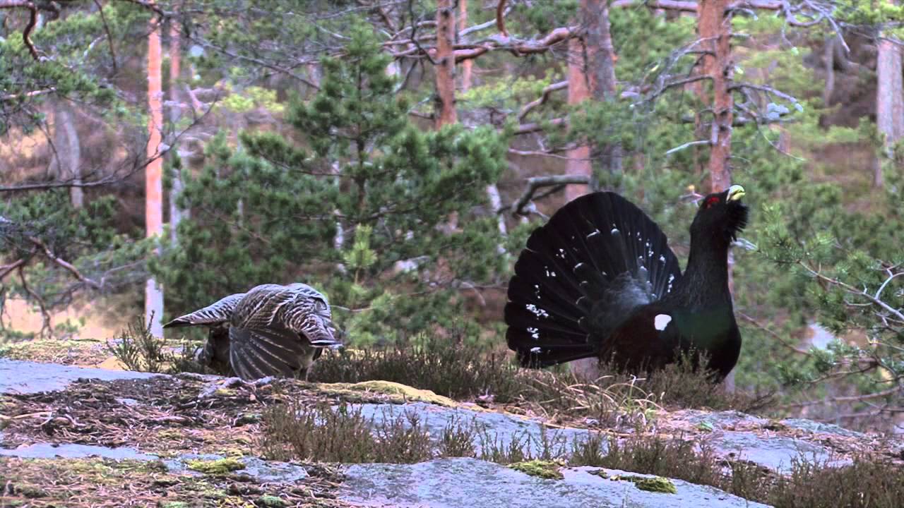 TIURLEIK 2014