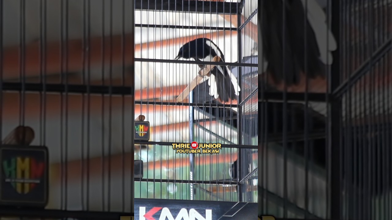 Kacer Rambo Edi PLN 279 Team mengerikan Top Performy ini