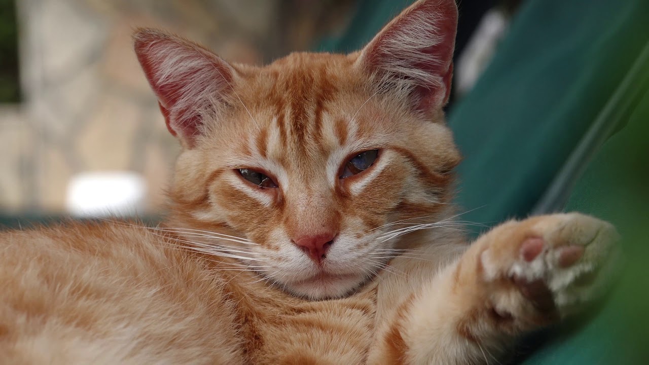 Dalyan cats and dogs 2019