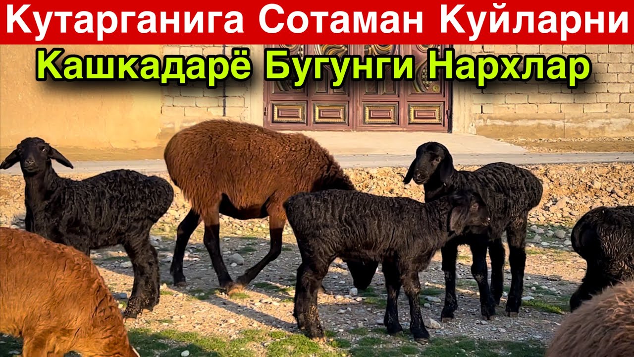 Кутаргангига Сотаман! ☎️+998 94 332 06 98 ☎️+998 97 221 0096
