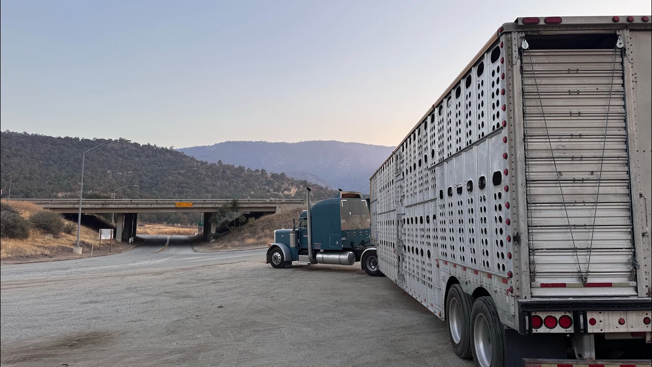 MOVIENDO VACAS LECHERAS Y MIREN CON QUIEN ME ENCONTRE #truck 