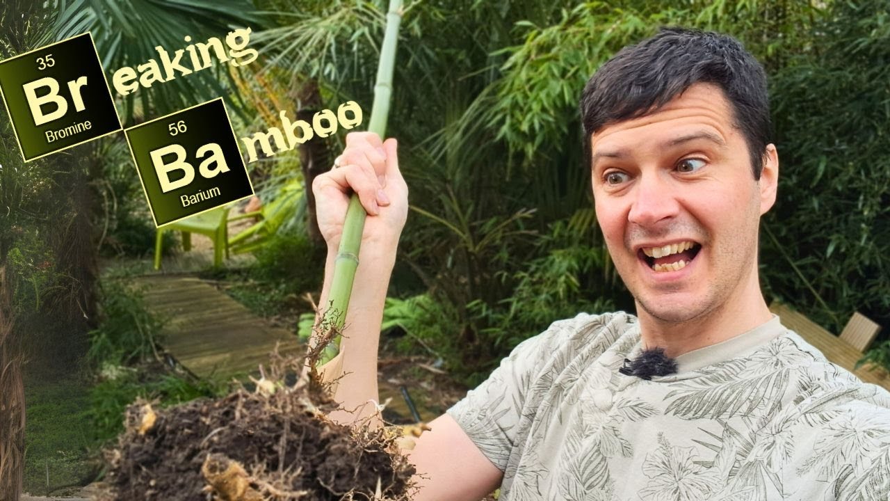 Garden Makeover Part 3 Bamboos