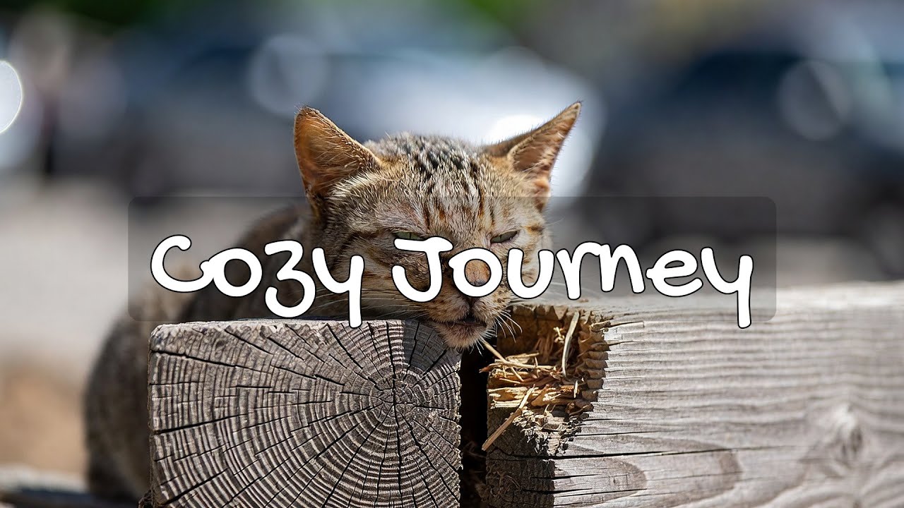 LIVE Relaxing Sleeping Cat for Anxiety Relief 🧘 | Season 6 | No Loop Playlist ✨