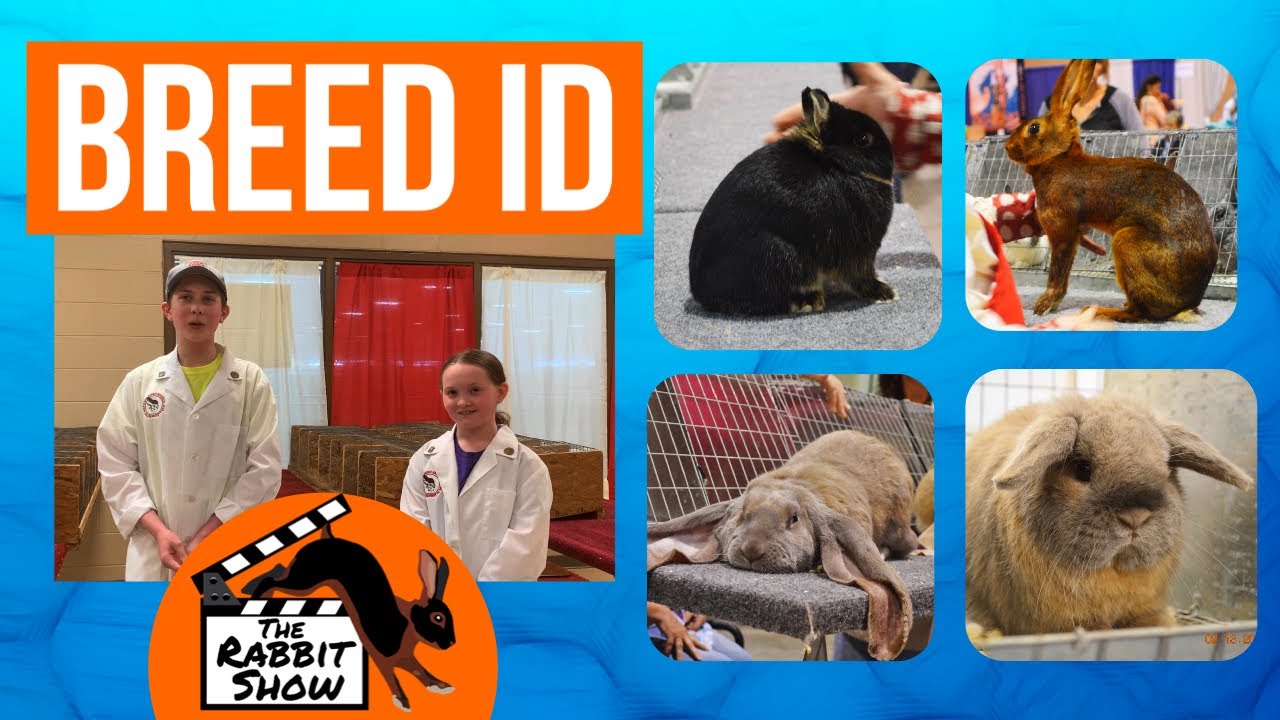 Rabbit Breed ID by Blake Hegemier & Bristol Hegemier