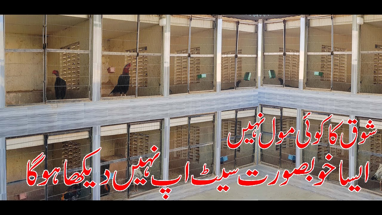 Aseel Shoqeen Interview And Best Aseel’s Collection | Visiting Aseel Setup By Hassan Lahori Aseel