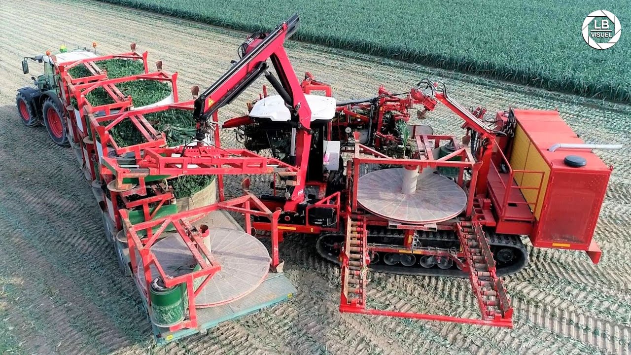 RECOLTE de POIREAUX au Mont-Saint-Michel | 1200 tonnes par an !!