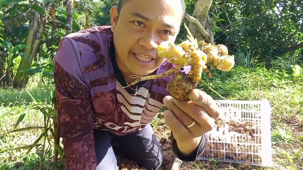 Ito na pala yong lahat kong na harvest na luya mga idol 