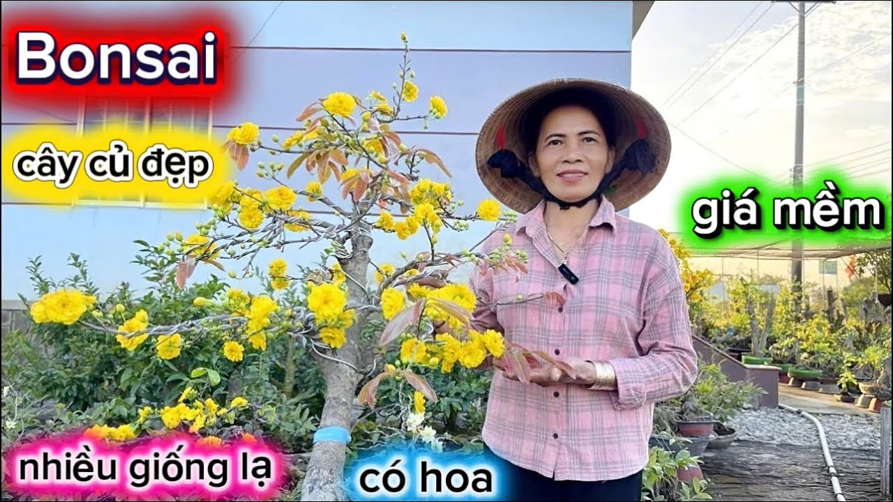 22-2-2026☎️0392.319.313 chị Ba 🌳mai giá mềm-củ đế đẹp-nhiều giống-ông thầy-thiên lộc. 