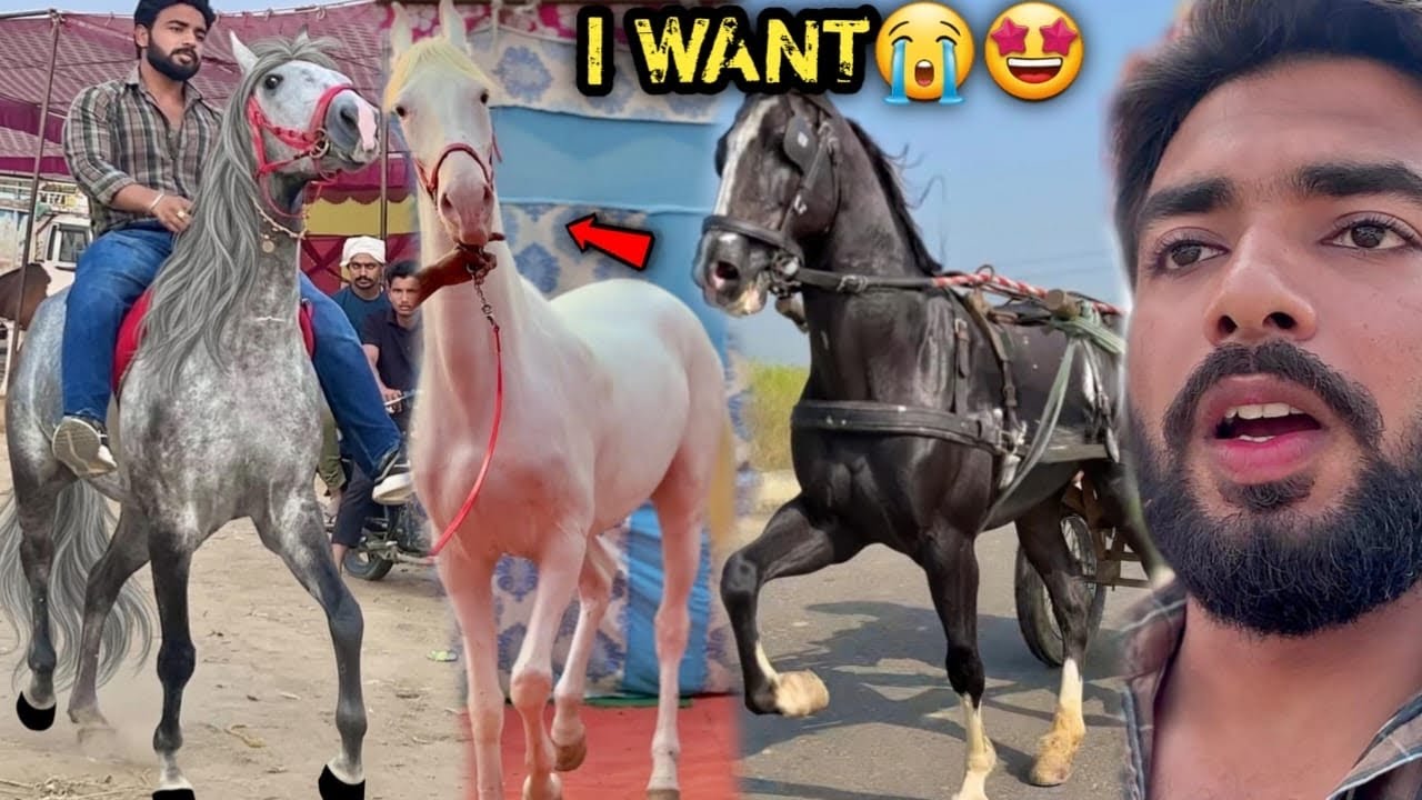 Horse Fair Ki Sabse Sundar Or Mehengi Ghodi Pasand Aagyi 🥺😍Mujhe Ye Neeli Ghodi Chahiye 🙏🏻🥳