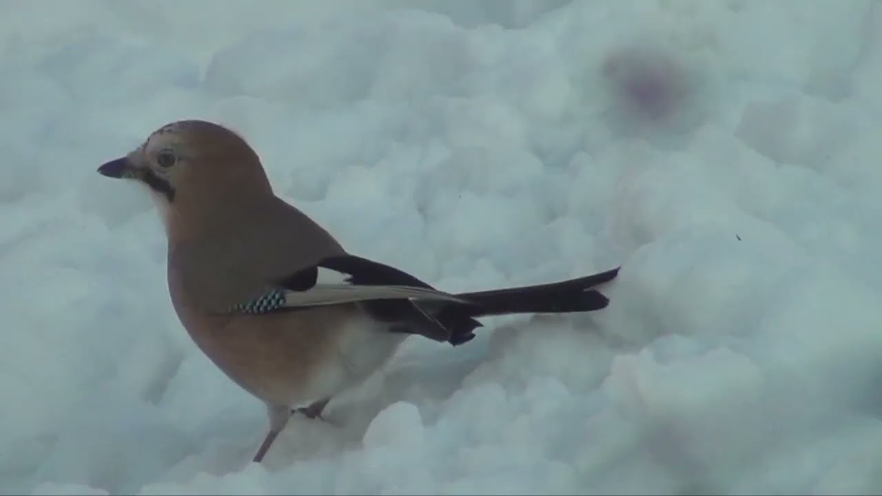 S&oacute;jka żołędzi&oacute;wka, Garrulus glandarius