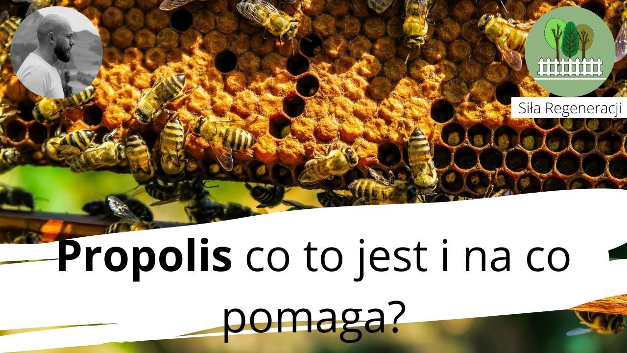 Propolis co to jest i na co pomaga?
