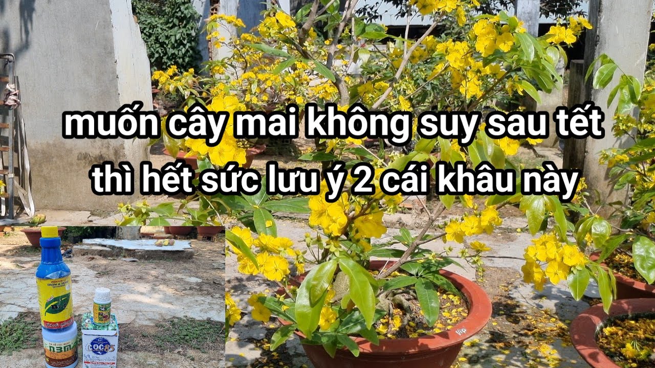 Ngày 5-1ÂL,muốn cây mai khỏe không chết nhánh suy cây sau tết,thì lưu ý việc này.